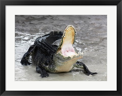 Framed Art Alligator Mississippiensis Defensive Wall Decor 18x24 Artwork