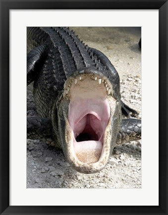 Framed Art Alligator Mississippiensis Yawn Wall Decor 18x24 Artwork