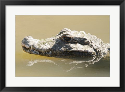 Framed Art Caiman Displaying Fourth Tooth Wall Decor 18x24 Artwork