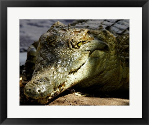 Framed Art Crocodile Framed Art for your Home Wall Decor 18x24 Artwork