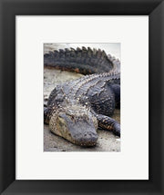 Framed Art Florida Alligator Framed Art for your Home Wall Decor 18x24 Artwork