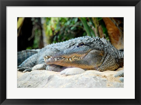 Framed Art Loro Parque Alligator Wall Decor 18x24 Artwork