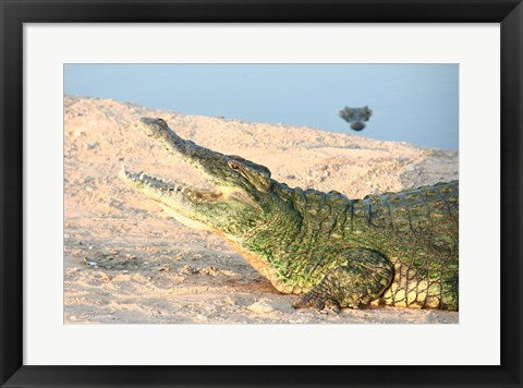 Framed Art Open Mouth Crocodile Wall Decor 18x24 Artwork