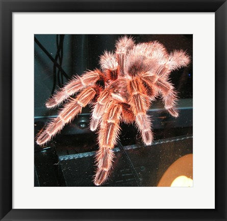 Framed Art Chilian Fire Hair Tarantula Wall Decor 18x24 Artwork