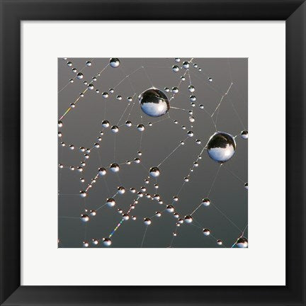 Framed Art Dew on Spider Web Framed Art for your Home Wall Decor 18x24 Artwork