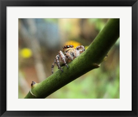 Framed Art Small Spider Wall Decor 18x24 Artwork