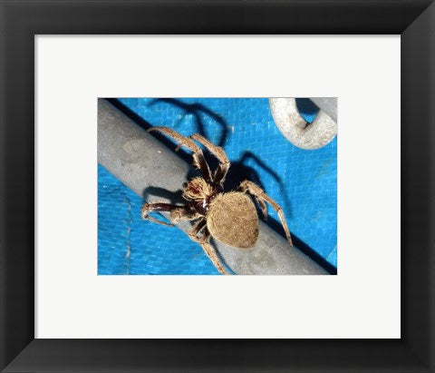 Framed Art Spider, Garden Orb Weaver Wall Decor 18x24 Artwork