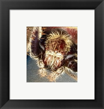 Framed Art Spider Close Up Wall Decor 18x24 Artwork