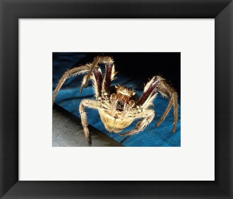 Framed Art Spider, Garden Orb Wall Decor 18x24 Artwork