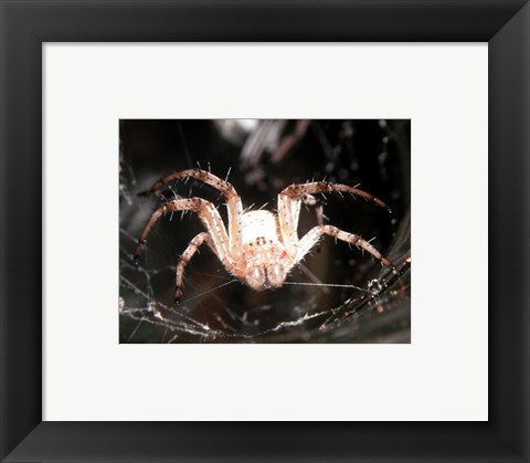 Framed Art Spider In Web Wall Decor 18x24 Artwork