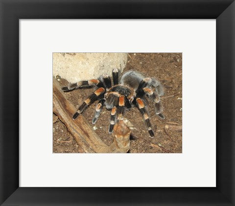 Framed Art Tarantula Wall Decor 18x24 Artwork