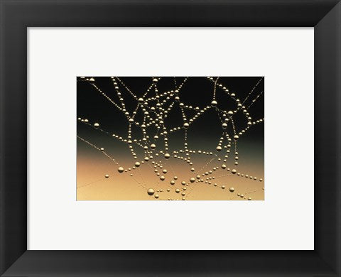 Framed Art Water Drops on Spiderweb Wall Decor 18x24 Artwork