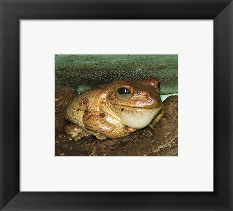 Framed Art Cuban Tree Frog Framed Art for your Home Wall Decor 18x24 Artwork