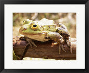 Framed Art Frog on Bough Framed Art for your Home Wall Decor 18x24 Artwork