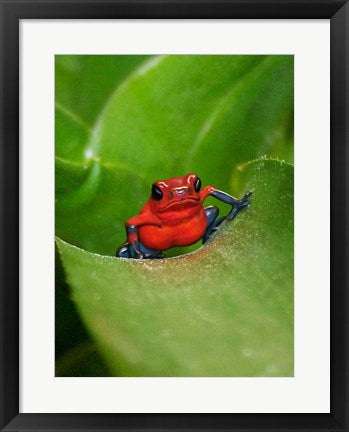 Framed Art Poster Frog Wall Decor 18x24 Artwork