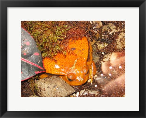 Framed Art Tomato Frog Wall Decor 18x24 Artwork