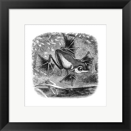 Framed Art Wallace Frog Wall Decor 18x24 Artwork