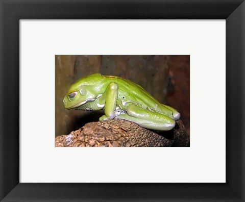 Framed Art Waxy Tree Frog Wall Decor 18x24 Artwork