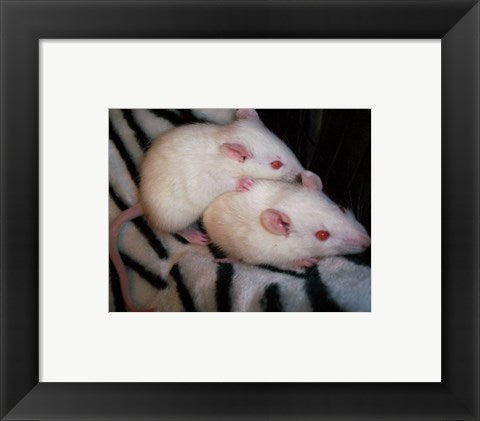 Framed Art White Mice Wall Decor 18x24 Artwork
