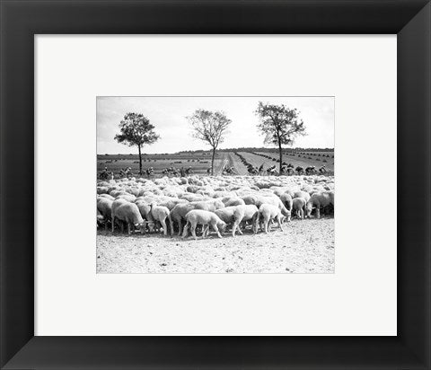 Framed Art Frame Art Cyclists passing a herd of sheep, Tour de France 1938 Wall Decor 18x24 Artwork