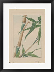 Bamboo Tree Detail
