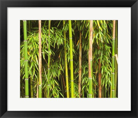 Framed Art Bamboo Richelieu Framed Art for your Home Wall Decor 18x24 Artwork