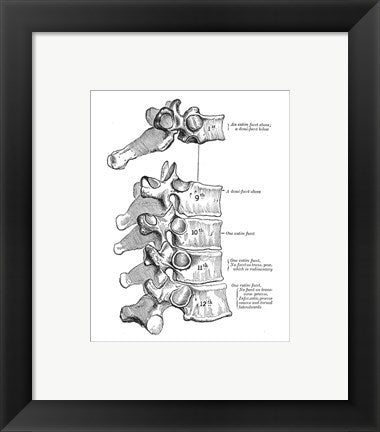 Framed Art Vertebrae Diagram Wall Decor 18x24 Artwork