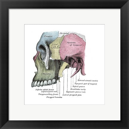 Framed Art Skull Diagram Wall Decor 18x24 Artwork