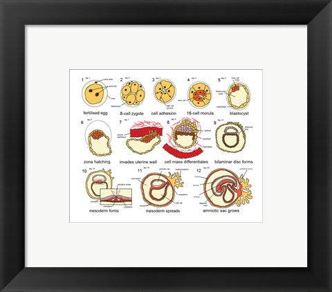 Framed Art Human Embryogenesis Wall Decor 18x24 Artwork