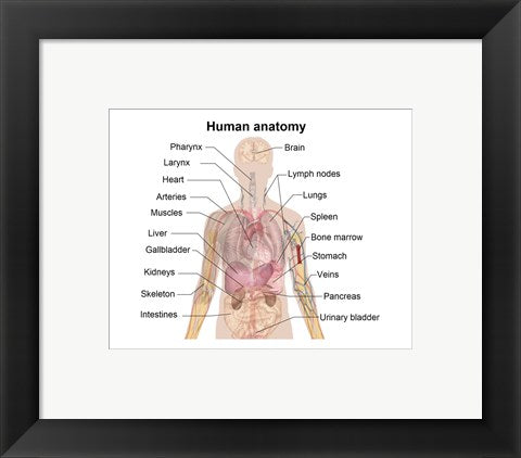 Framed Art Man shadow anatomy Wall Decor 18x24 Artwork