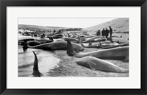 Framed Art Framed Chase and capture of blackfish cape cod Wall Decor18x24 Artwork