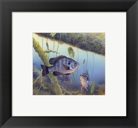 Framed Art Redear Sunfish Wall Decor 18x24 Artwork
