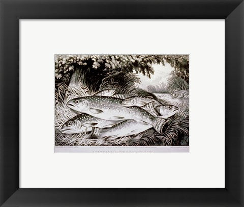 Framed Art American Brook Trout Framed Art for your Home Wall Decor 18x24 Artwork