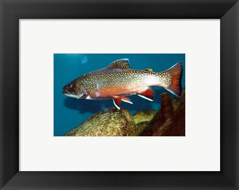 Framed Art Brook trout Framed Art for your Home Wall Decor 18x24 Artwork