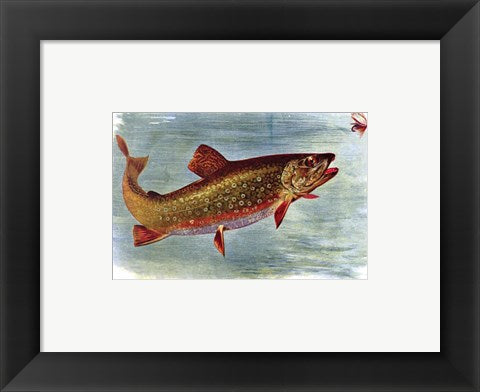 Framed Art Brook Trout American Fishes Wall Decor 18x24 Artwork