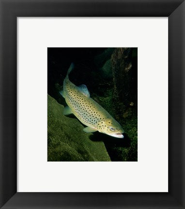 Framed Art Brown Trout Underwater Framed Art for your Home Wall Decor 18x24 Artwork