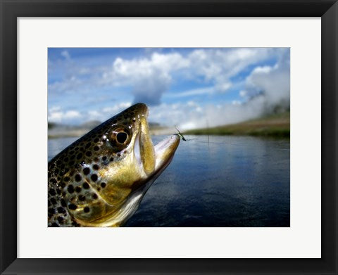 Framed Art Brown Trout and Soft Hackle Nymph Wall Decor 18x24 Artwork