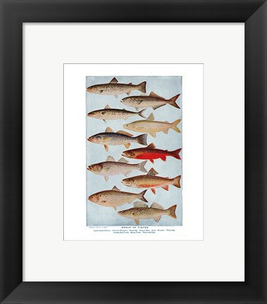 Framed Art Group of Fishes Wall Decor 18x24 Artwork