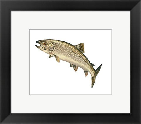 Framed Art Lake Trout Wall Decor 18x24 Artwork