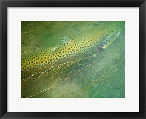 Framed Art Madison River Brown Trout Wall Decor 18x24 Artwork