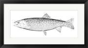 Rainbow Trout - B&W