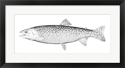 Framed Art Rainbow Trout - B&W Wall Decor 18x24 Artwork