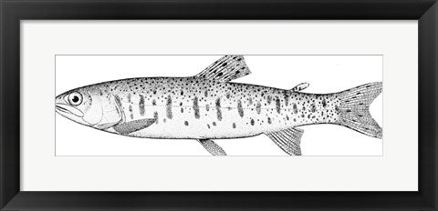 Framed Art Rainbow Trout Wall Decor 18x24 Artwork