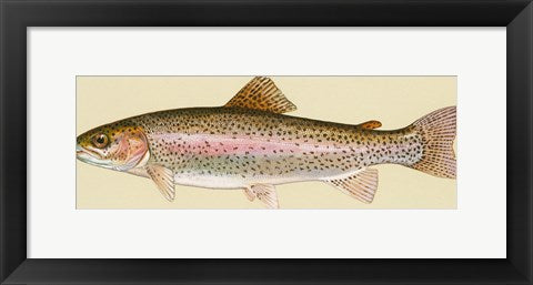 Framed Art Rainbow trout - long Wall Decor 18x24 Artwork