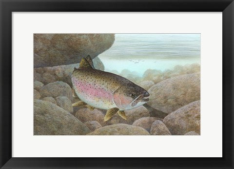 Framed Art Rainbow trout - swimming Wall Decor 18x24 Artwork