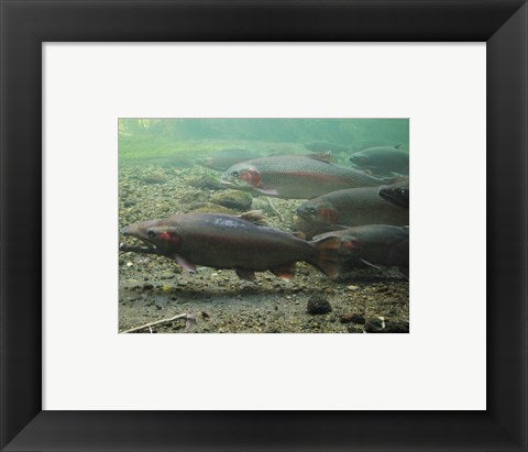 Framed Art Rainbow trout - photo Wall Decor 18x24 Artwork