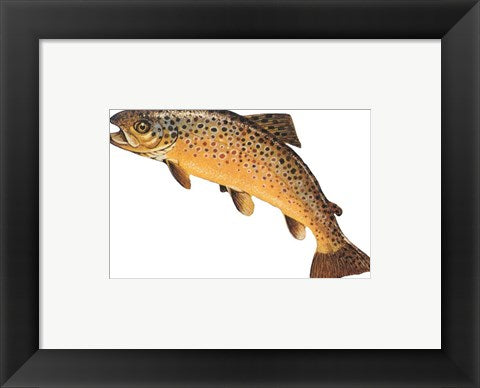 Framed Art Salmo Trutta Wall Decor 18x24 Artwork