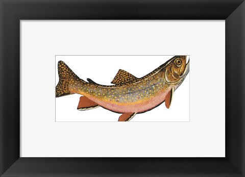 Framed Art Salvelinus Fontinalis Wall Decor 18x24 Artwork