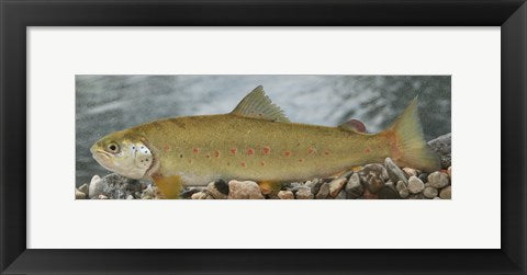 Framed Art Softmouth Wall Decor 18x24 Artwork