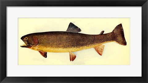 Framed Art Yellowstone cutthroat trout Wall Decor 18x24 Artwork
